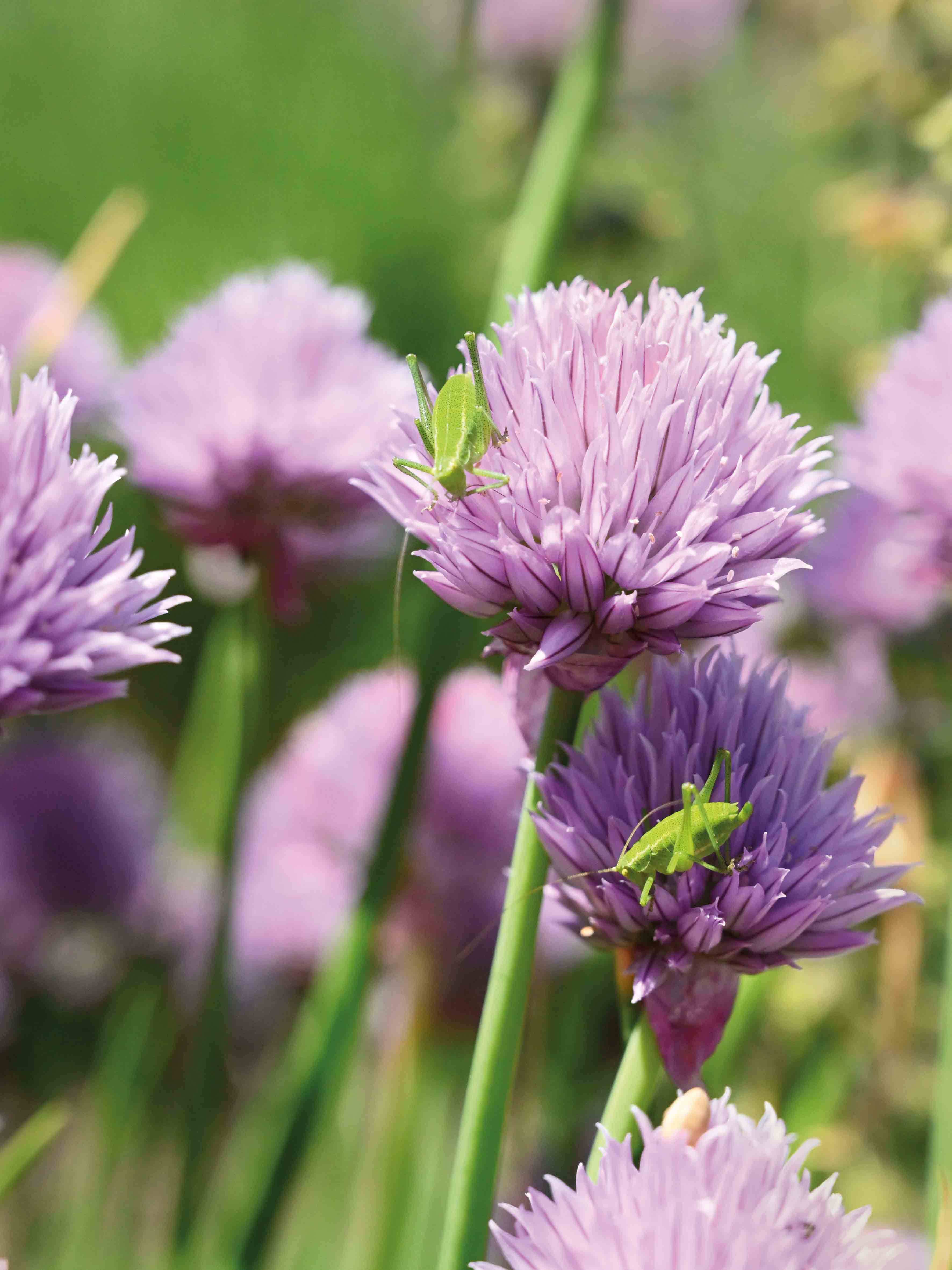 макросъемка-санкт-петербург