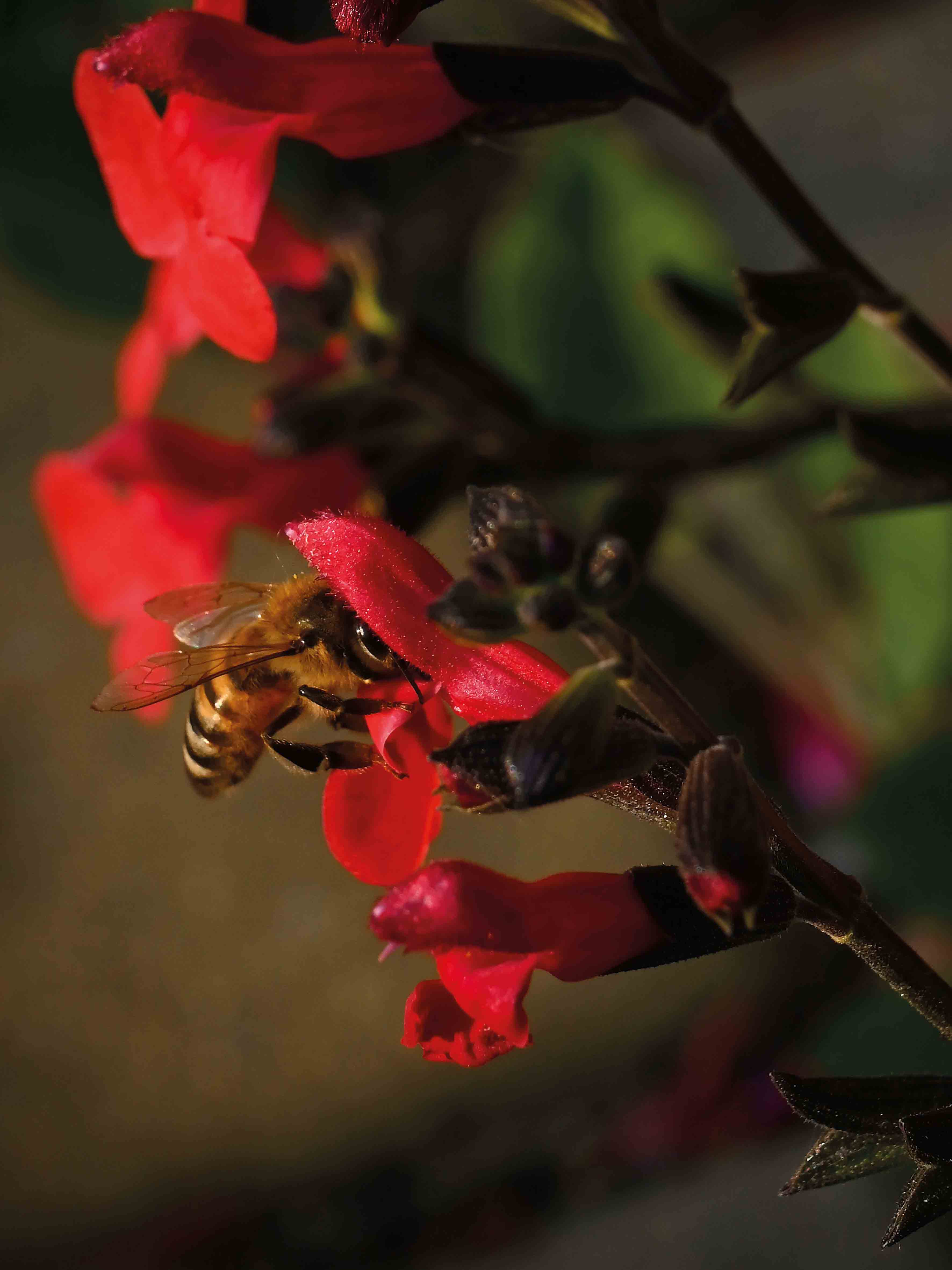 макросъемка-санкт-петербург