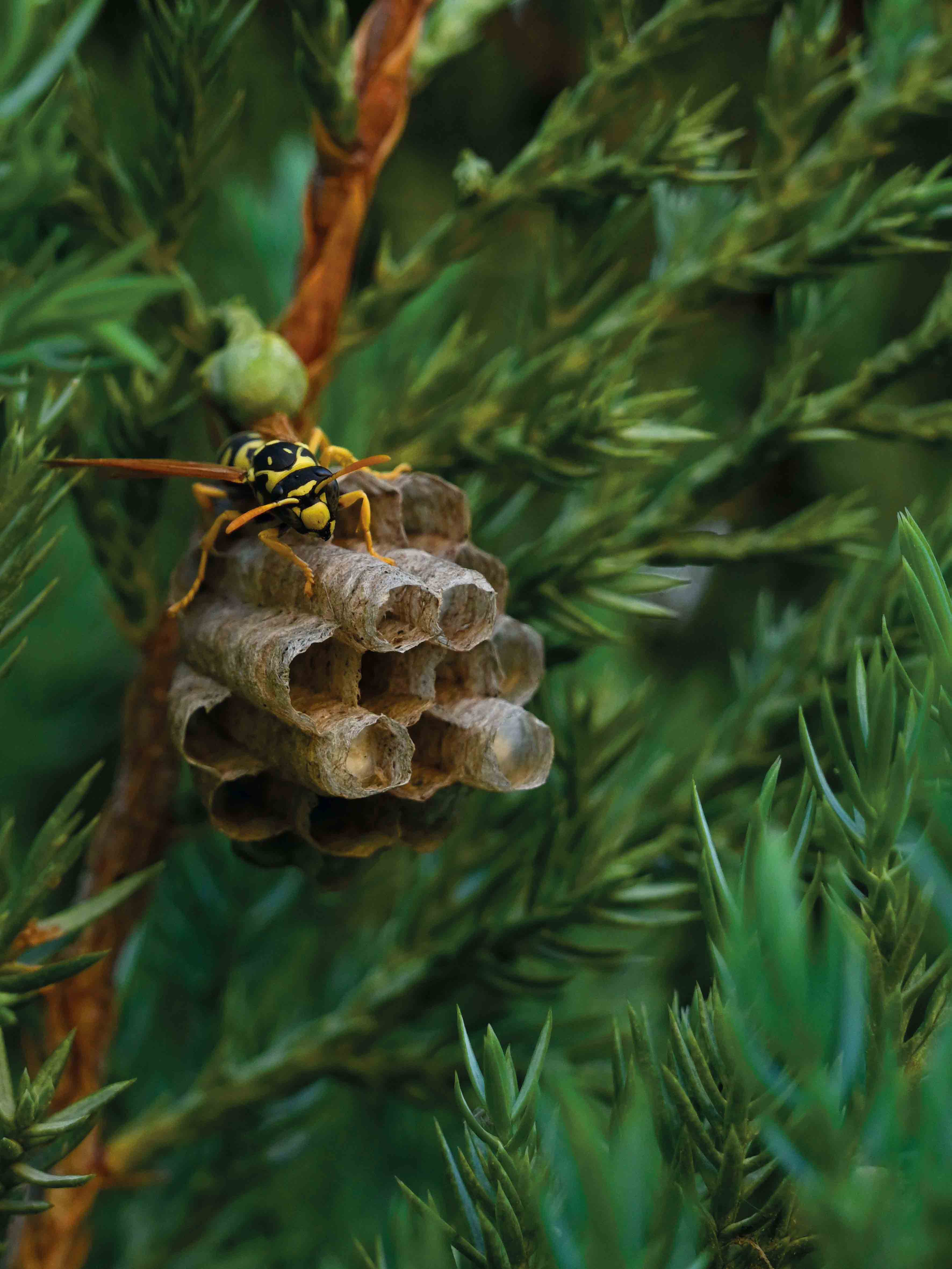 макросъемка-санкт-петербург