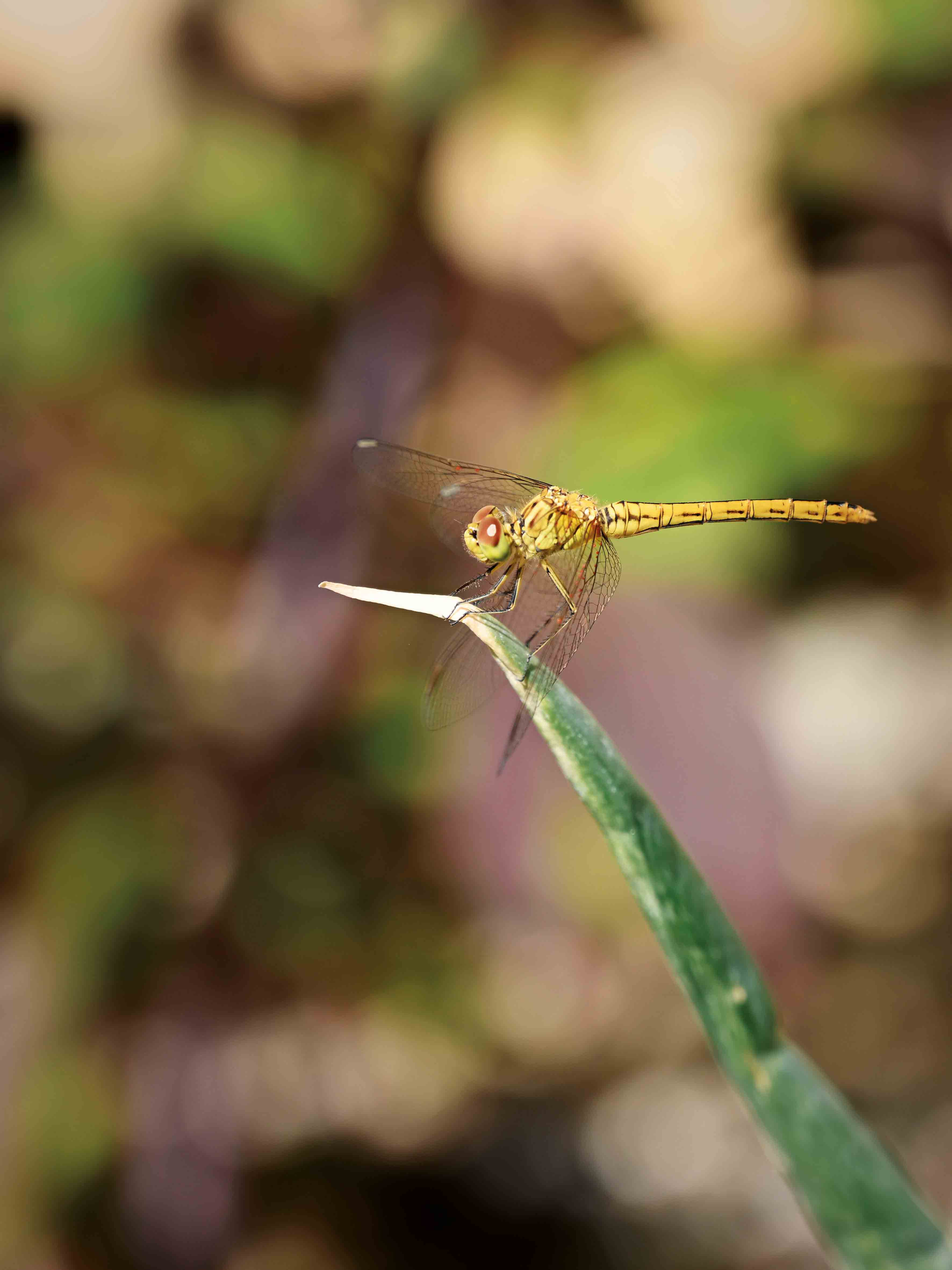 макросъемка-санкт-петербург