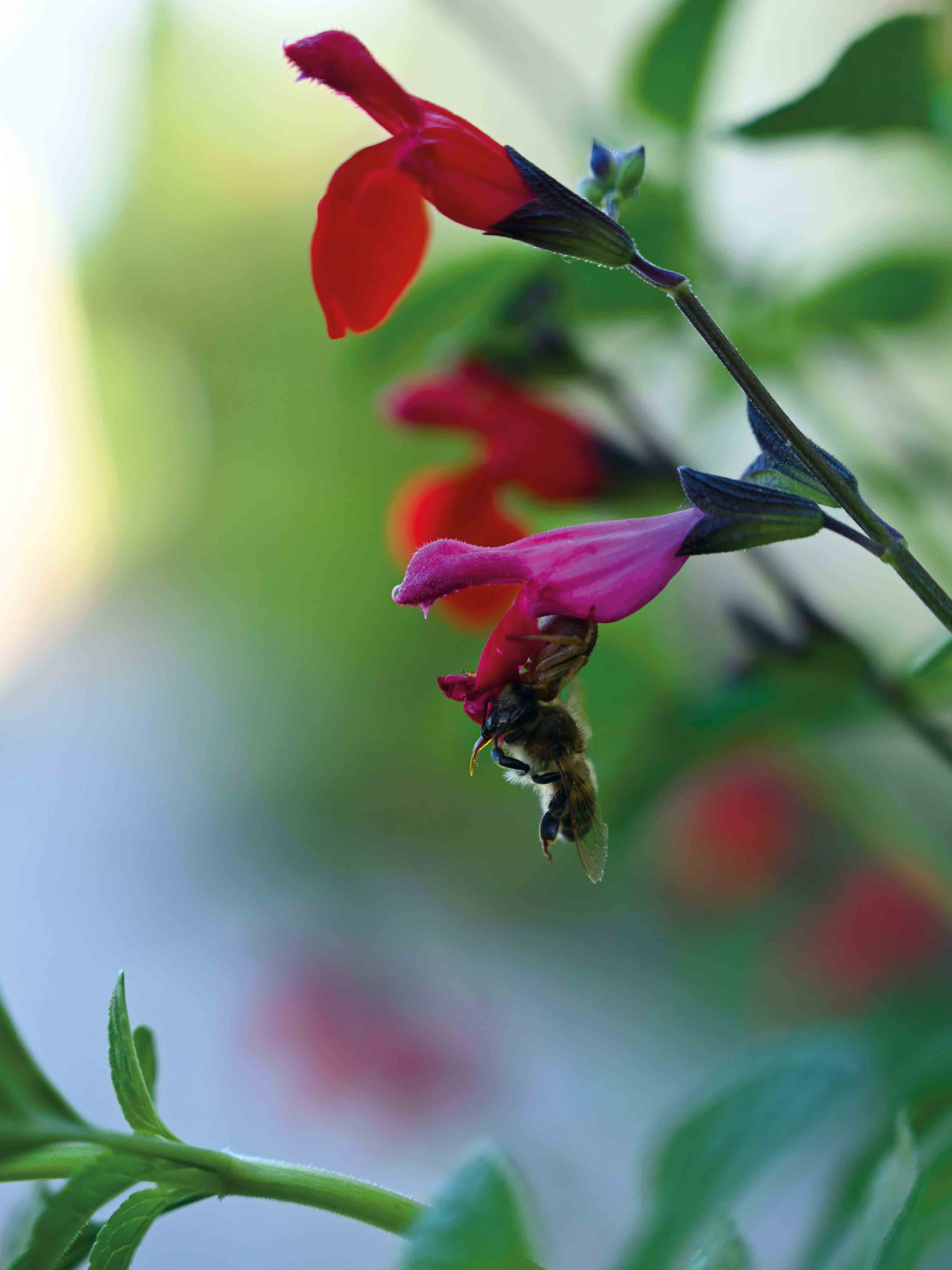 макросъемка-санкт-петербург