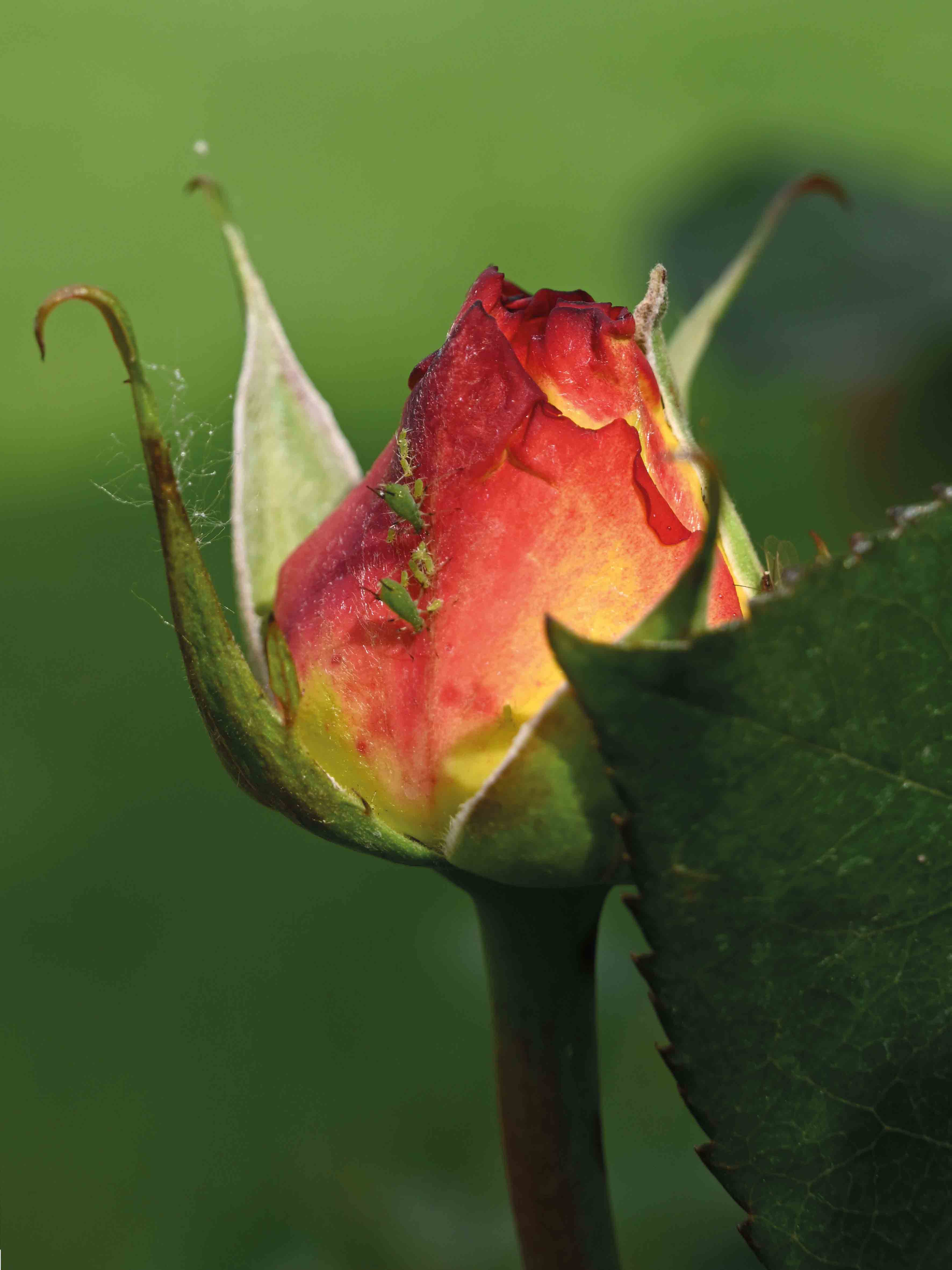 макросъемка-санкт-петербург