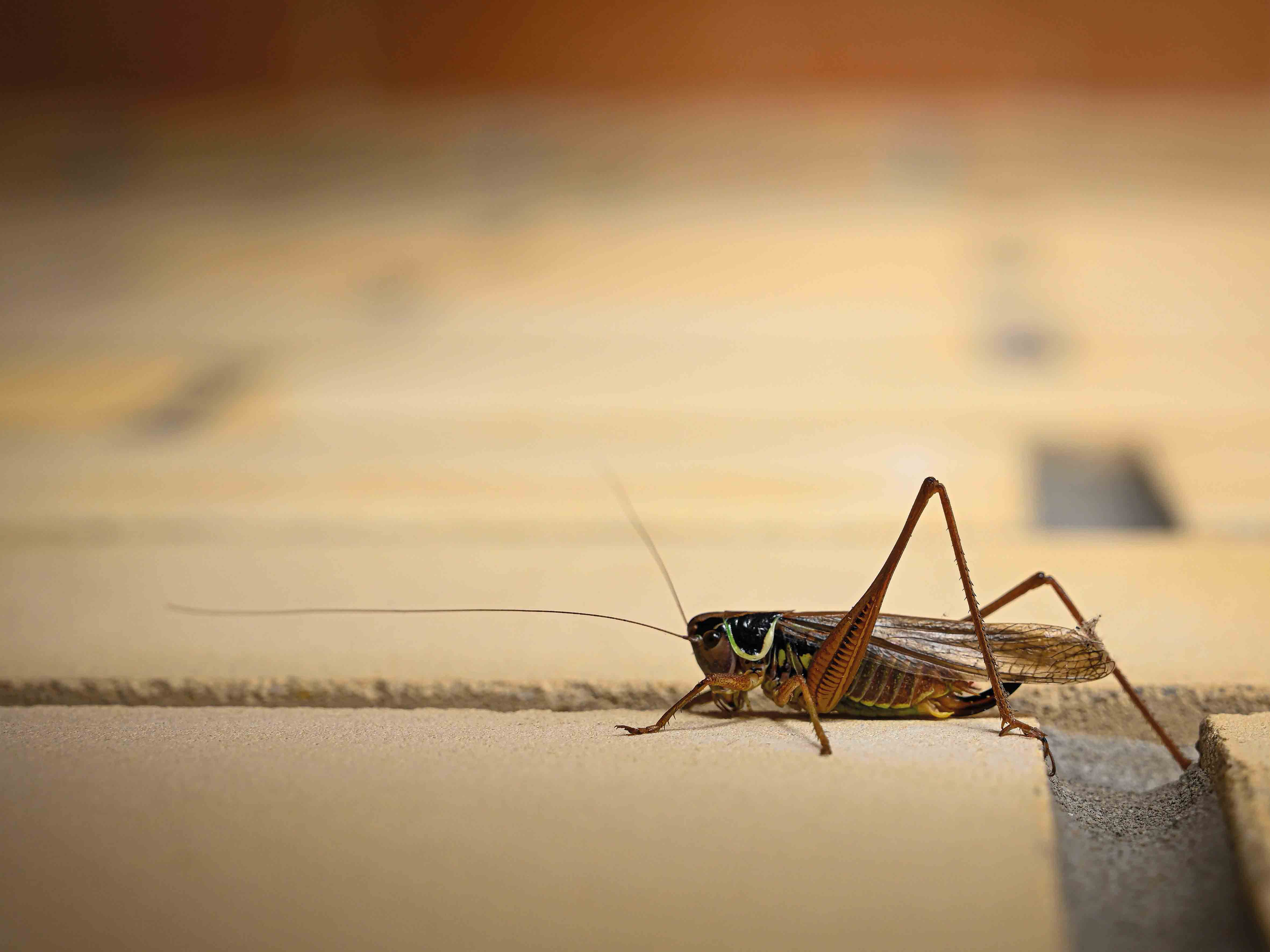 макросъемка-санкт-петербург