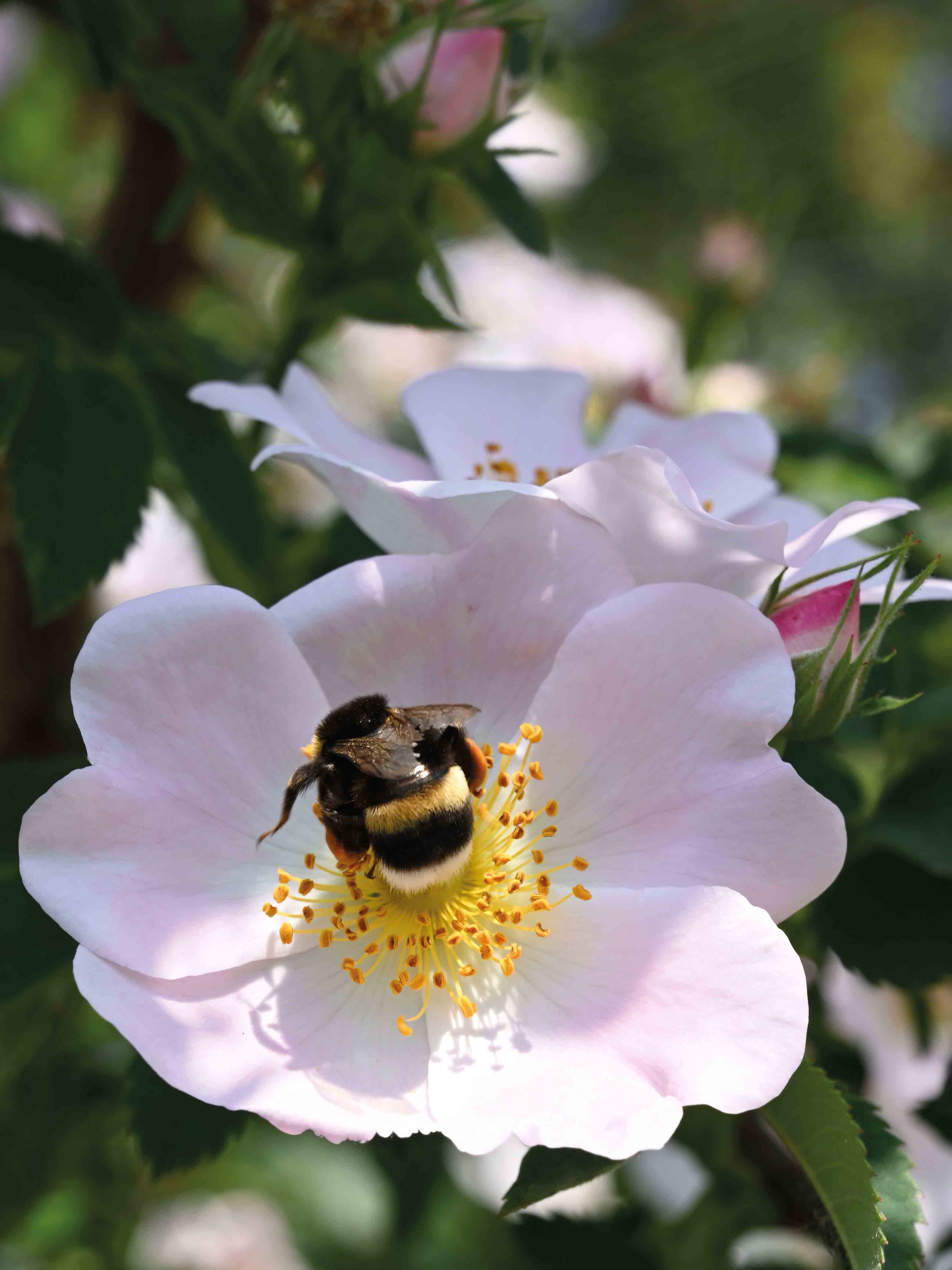 макросъемка-санкт-петербург