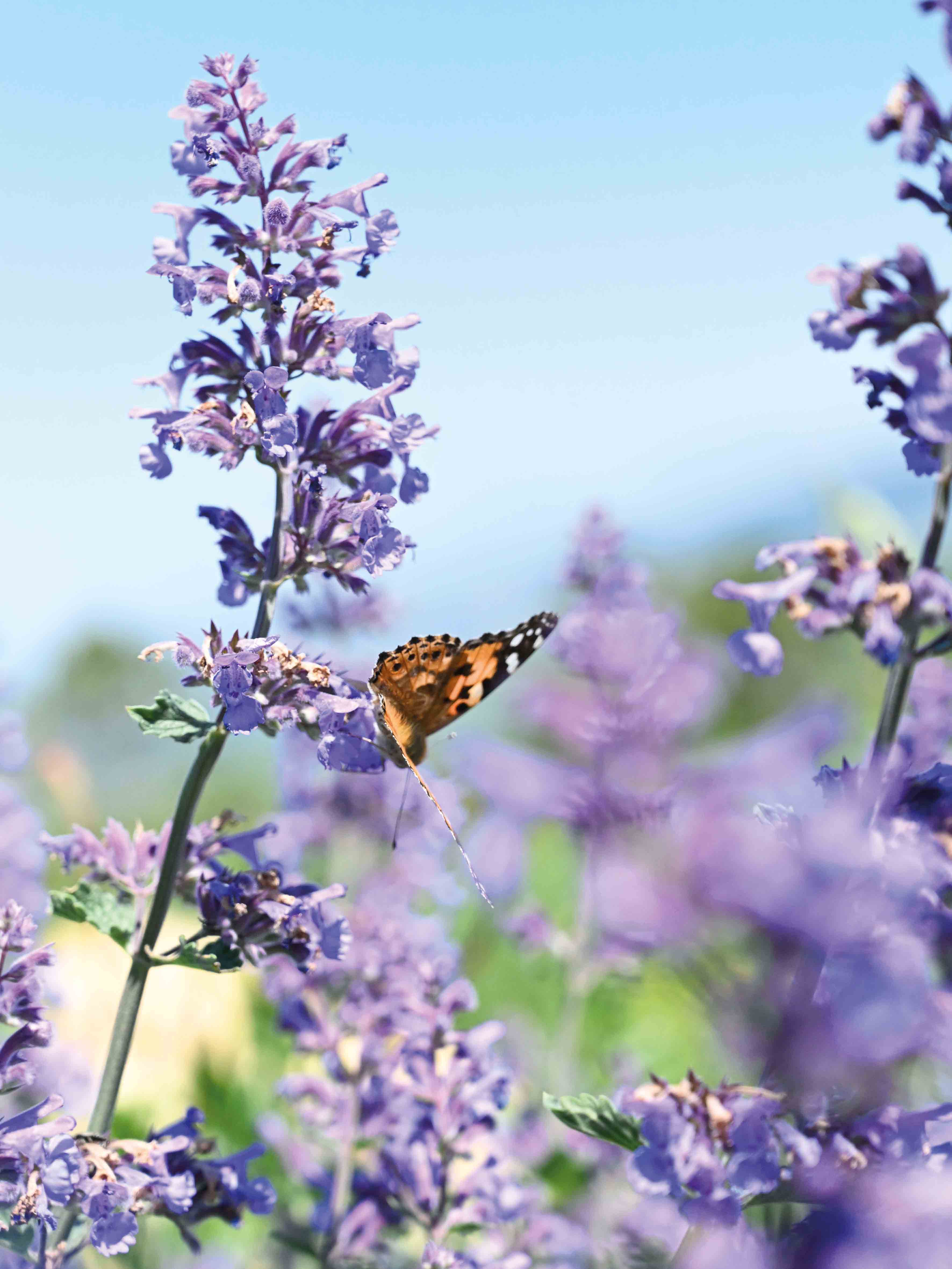 макросъемка-санкт-петербург